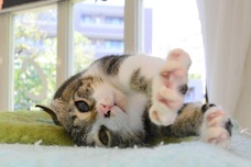 猫カフェブランのプレスリリース画像4