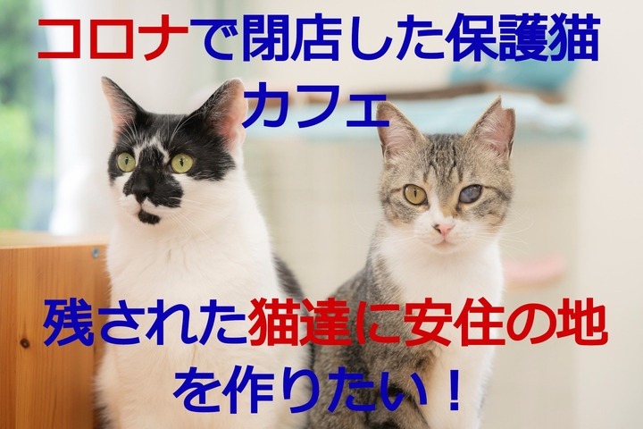 コロナ禍で里親募集型保護猫カフェが閉店 残された猫達の安住の地を長野県に作ります 猫カフェブランのプレスリリース