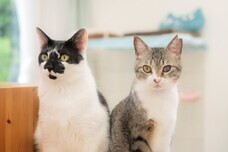 猫カフェブランのプレスリリース画像3