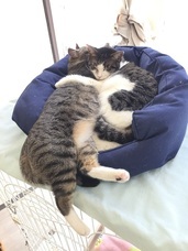 猫カフェブランのプレスリリース画像2