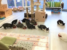 猫カフェブランのプレスリリース画像3