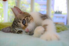 猫カフェブランのプレスリリース画像5