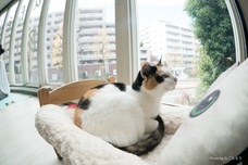 猫カフェブランのプレスリリース画像3