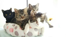 猫カフェブランのプレスリリース画像2