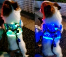 タカインターナショナル株式会社のプレスリリース画像1