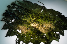 soiのてはじめのプレスリリース画像8