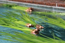 富士観光開発株式会社のプレスリリース画像1