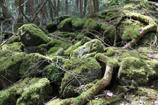 富士観光開発株式会社のプレスリリース画像3