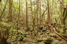 富士観光開発株式会社のプレスリリース画像2