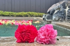 富士観光開発株式会社のプレスリリース画像2