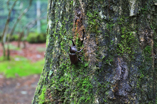 富士観光開発株式会社のプレスリリース画像2