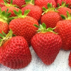 バリュードライバーズ株式会社のプレスリリース画像6