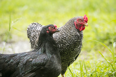 鶏寅陽のプレスリリース画像4