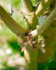 CAUチョコレートジャパン合同会社のプレスリリース画像1