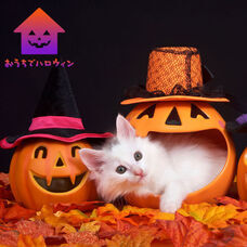 おうちでハロウィンプロジェクト実行委員会 (有限会社ビッグ・フィッシュ・スト-リ-)のプレスリリース画像6