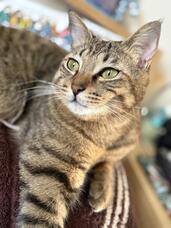 涙と旅カフェあかねのプレスリリース画像1