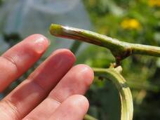 株式会社サクネスのプレスリリース画像3