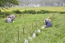 株式会社サクネスのプレスリリース画像5