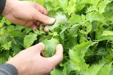 有限会社 Ｓ－Ｐｒｏｄｕｃｅ.のプレスリリース画像1