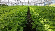 有限会社 Ｓ－Ｐｒｏｄｕｃｅ.のプレスリリース画像2