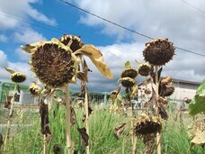 kitchen森のくまさんのプレスリリース画像9