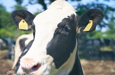 株式会社千葉牧場のプレスリリース画像3