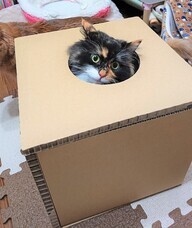 株式会社　ごえんのプレスリリース画像3