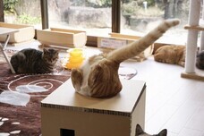 株式会社　ごえんのプレスリリース画像2