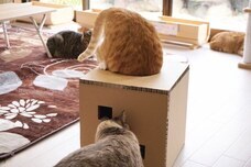 株式会社　ごえんのプレスリリース画像7