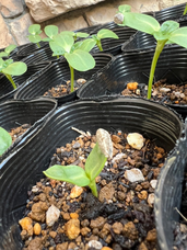 株式会社　ごえんのプレスリリース画像6