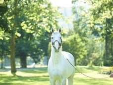 スタジオリーヴス株式会社のプレスリリース画像5