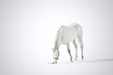 スタジオリーヴス株式会社のプレスリリース画像3