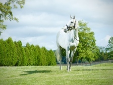 スタジオリーヴス株式会社のプレスリリース画像6