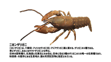 スタジオ金魚色のプレスリリース画像1