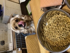 フォッカーのプレスリリース画像1