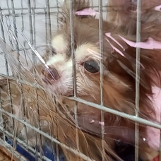 川上香のプレスリリース画像1