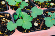 みよしパクパクファームのプレスリリース画像1