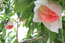 株式会社エルワールドのプレスリリース画像5