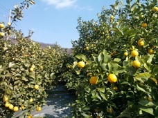 株式会社エルワールドのプレスリリース画像9