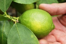 株式会社エルワールドのプレスリリース画像1