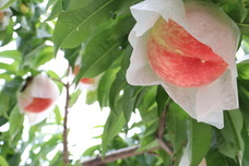 株式会社エルワールドのプレスリリース画像1