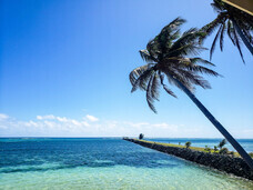 Alii Palauのプレスリリース画像5