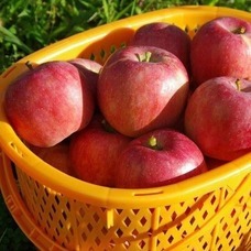 ピセ株式会社のプレスリリース画像1