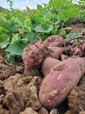 「しあわせのおすそ分け」プロジェクトのプレスリリース画像5