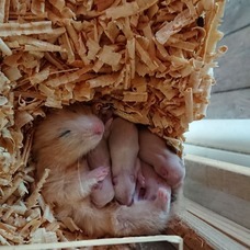 株式会社クラフトライフのプレスリリース画像2