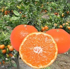 eBay Japan合同会社のプレスリリース画像5