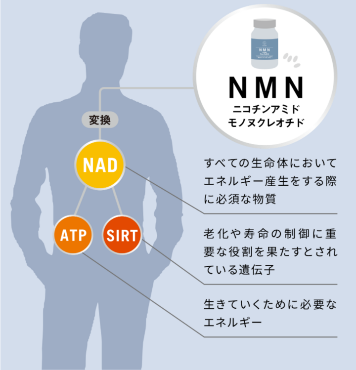 ふるさと納税 DYHショップNMN 高含量15,000mg 高純度99％以上