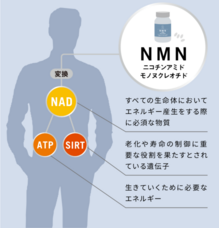 株式会社ルルーナのプレスリリース画像2