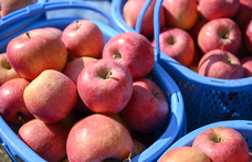 成増農園有限会社のプレスリリース画像1