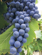 株式会社モトックスのプレスリリース画像2